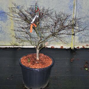 Acer palmatum 'Garnet' 150-175 cm